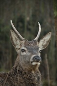 Jelen evropský (lesní) (Cervus elaphus). Obora Nové Hrady