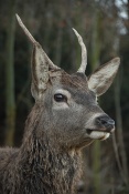Jelen evropský (lesní) (Cervus elaphus). Obora Nové Hrady
