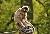 Gibon lar (Hylobatec lar). ZOO Zlín