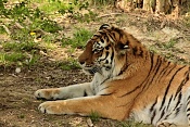 Tygr ussurijský (Panthera Tigris altaica). ZOO Zlín