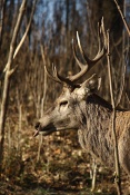 Jelen evropský (lesní) (Cervus elaphus). Obora Nové Hrady