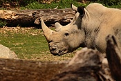 Nosorožec tuponosný (Ceratotherium simum simum). ZOO Zlín