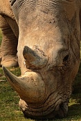 Nosorožec tuponosný (Ceratotherium simum simum). ZOO Zlín