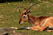 Voduška červená (Kobus lecha kafuensis). ZOO Zlín