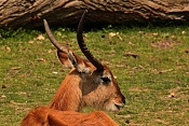 Voduška červená (Kobus lecha kafuensis). ZOO Zlín