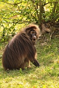 Dželada (Theropithecus gelada). ZOO Zlín