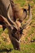 Kudu velký (Tragelaphus strepsiceros). ZOO Zlín