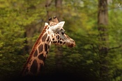 Žirafa Rothschildova (Giraffa camelopardalis rothschildi). ZOO Zlín