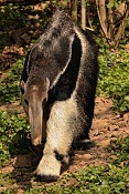 Mravenečník velký (Myrmecophaga tridactyla). ZOO Zlín