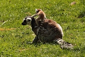 Lemur Kata (Lemur catta). ZOO Zlín