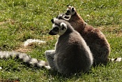 Lemur Kata (Lemur catta). ZOO Zlín