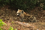 Hyena skvrnitá (Crocuta crocuta). ZOO Zlín