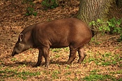 Tapír jihoamerický (Tapirus terrestris). ZOO Zlín