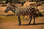 Zebra bezhřívá (Equus burchelli cunninghami). ZOO Zlín