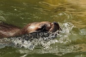 Lachtan hřivnatý (Otaria byronia). ZOO Zlín