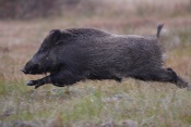 Prase divoké (Sus scrofa)