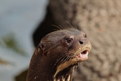Vydra obrovská (Pteronura brasiliensis). ZOO Zlín