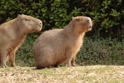Kapybara (Hydrochearis hydrochearis). ZOO Zlín