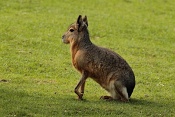 Mara stepní (Delichotis patagonum). ZOO Zlín