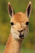 Lama vikuňa (Vicugna vicugna). ZOO Zlín