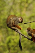 Kotul veverkovitý (Saimiri sciureus). ZOO Zlín