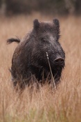 Prase divoké (Sus scrofa)
