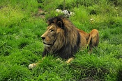 Lev berberský (Panthera leo leo). ZOO Hodonín