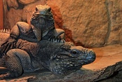 Leguán kubánský (Cyclura nubila) . ZOO Hodonín