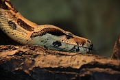 Hroznýš královský (Boa constrictor) . ZOO Hodonín