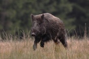 Prase divoké (Sus scrofa)