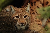 Rys ostrovid (Lynx lynx) . ZOO Hodonín