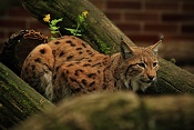 Rys ostrovid (Lynx lynx) . ZOO Hodonín