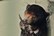 Medvěd malajský (Helarctos malayanus) . ZOO Hodonín