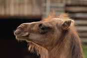 Velbloud dvouhrbý (Camelus backtrianus) . ZOO Hodonín