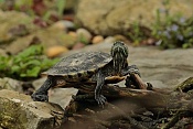Želva nádherná (Trachemys scripta elegans) . ZOO Hodonín