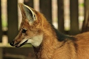 Pes hřivnatý (Chrysocyon brachyurus) . ZOO Hodonín