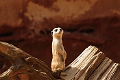 Surikata (Suricata suricatta). ZOO Jihlava