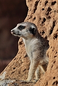 Surikata (Suricata suricatta). ZOO Jihlava