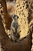 Surikata (Suricata suricatta). ZOO Jihlava