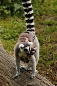 Lemur kata (Lemur catta). ZOO Jihlava