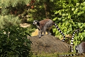 Lemur kata (Lemur catta). ZOO Jihlava