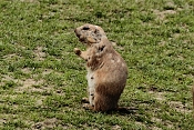 Psoun prériový (Cynomys ludovicianus). ZOO Jihlava