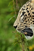 Levhart perský (Panthera pardus saxicolor). ZOO Jihlava