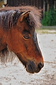 Kůň domácí – pony  (Equus caballus). ZOO Jihlava