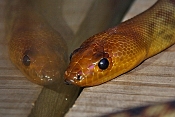 Krajta hnědohlavá (Aspidites ramsayi). ZOO Jihlava