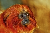 Lvíček zlatý (Leontopithecus Rosalia). ZOO Jihlava