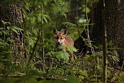 Liška obecná (Vulpes vulpes). Klášterec nad Orlicí