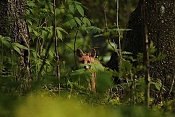 Liška obecná (Vulpes vulpes). Klášterec nad Orlicí