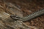 Zmije obecná (Vipera berus). U Kunštátské kaple, Orlické hory.