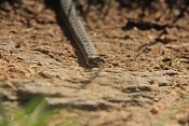Zmije obecná (Vipera berus). U Kunštátské kaple, Orlické hory.